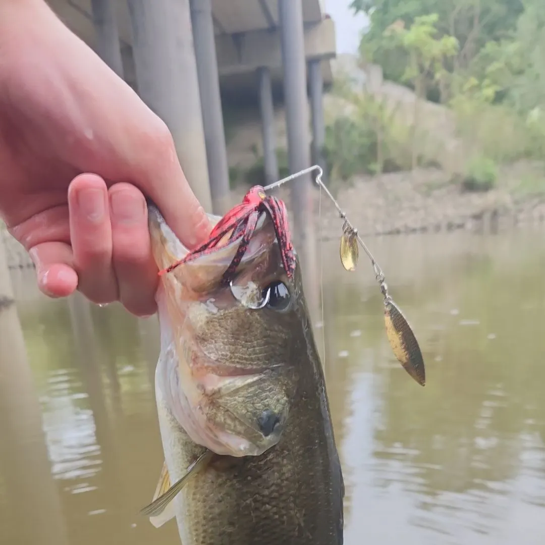 Largemouth bass caught on Fishbrain