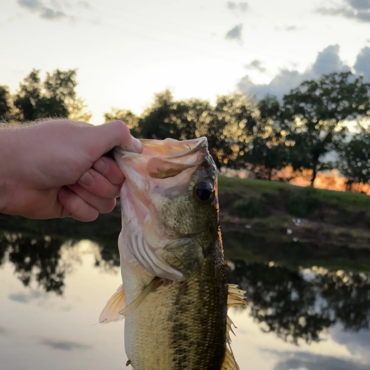 Largemouth bass caught on Fishbrain