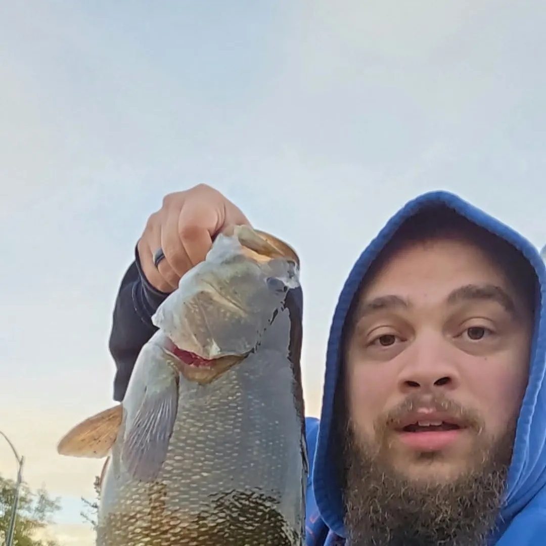 Smallmouth bass caught on Fishbrain