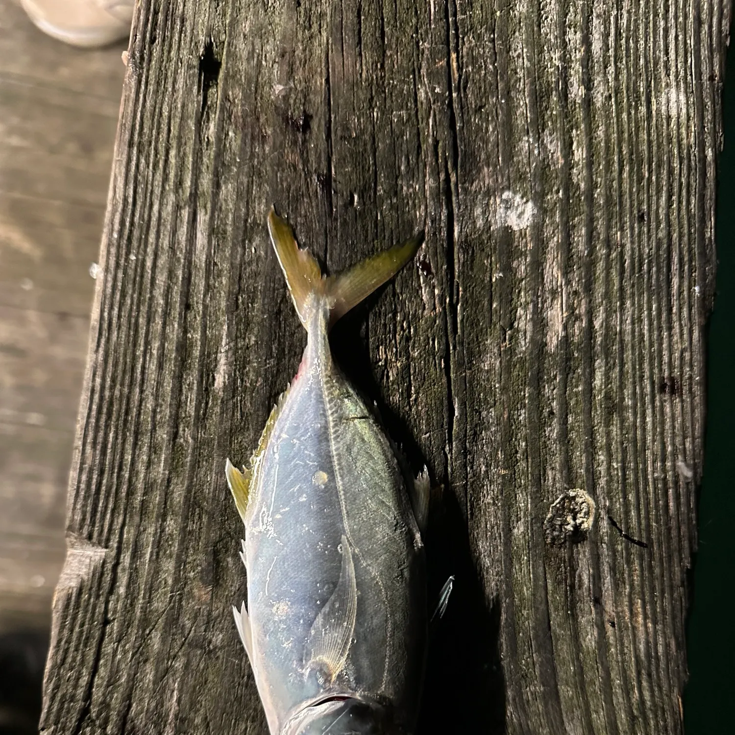 Atlantic bumper caught on Fishbrain