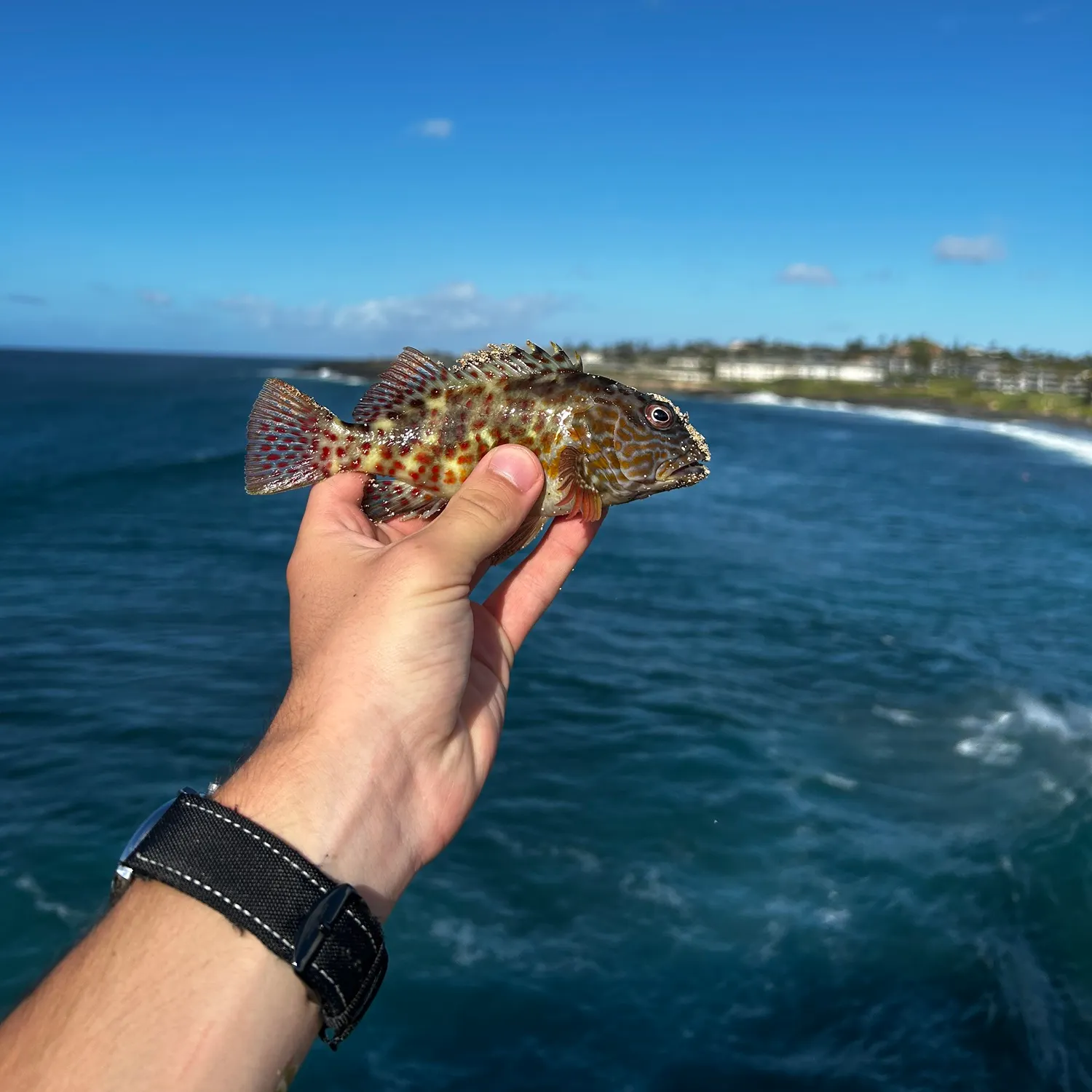 The most recent Spotfin scorpionfish catches on Fishbrain