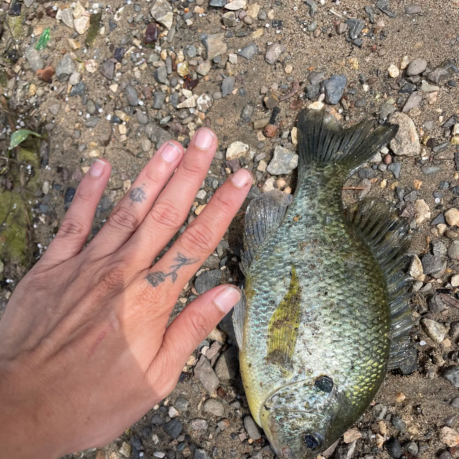 Bluegill caught on Fishbrain