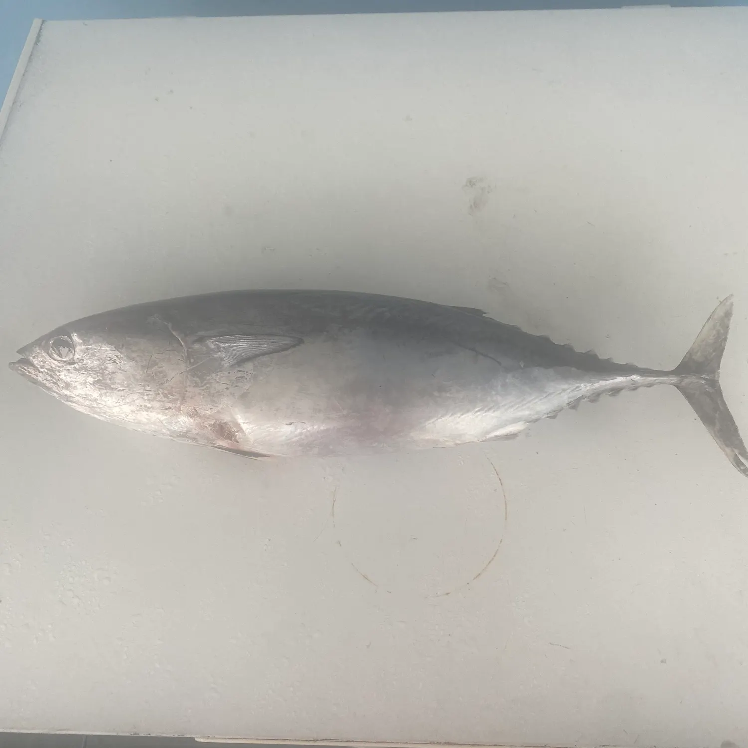 The most recent Atlantic bonito catches on Fishbrain
