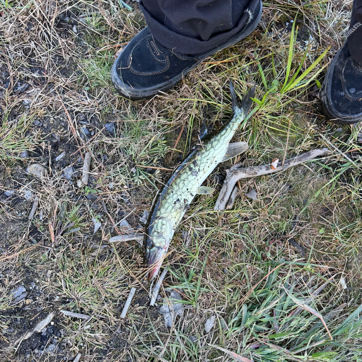 Chain pickerel caught on Fishbrain