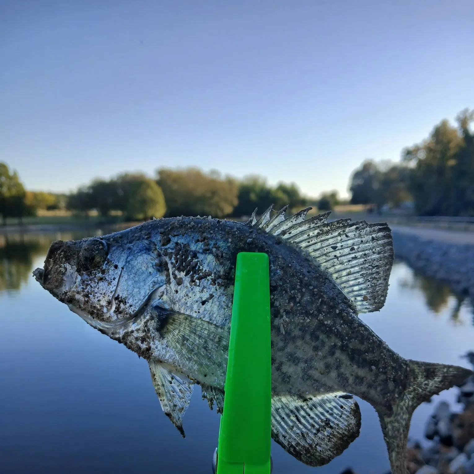 Black crappie caught on Fishbrain