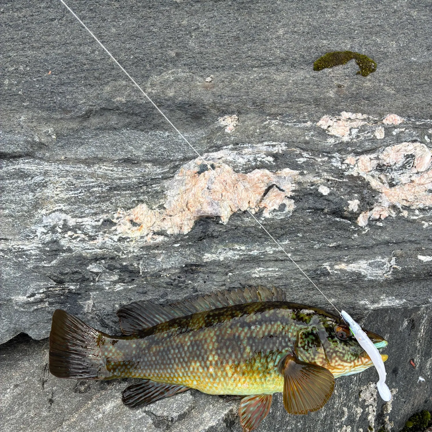 The most recent Ballan wrasse catches on Fishbrain