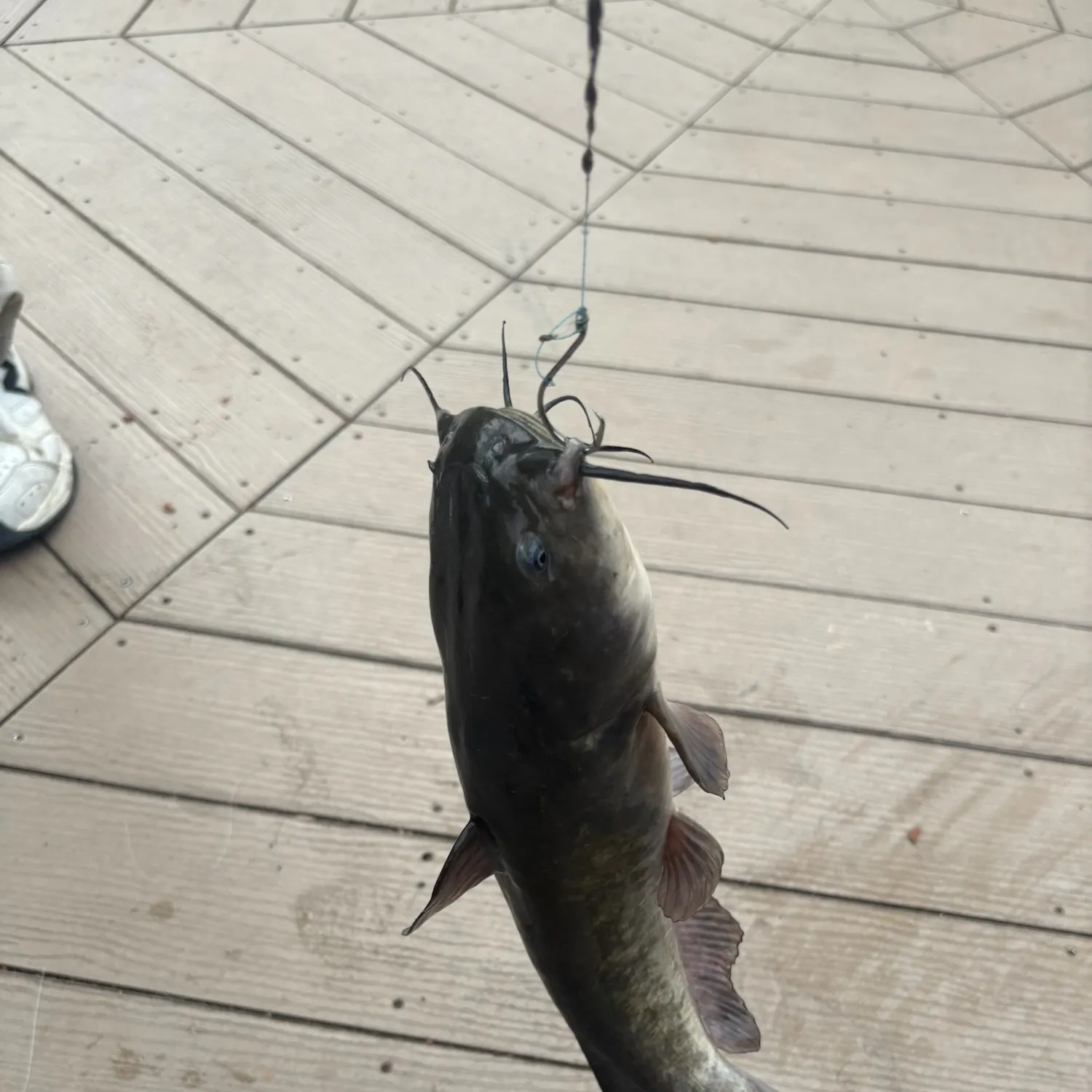 Black bullhead caught on Fishbrain