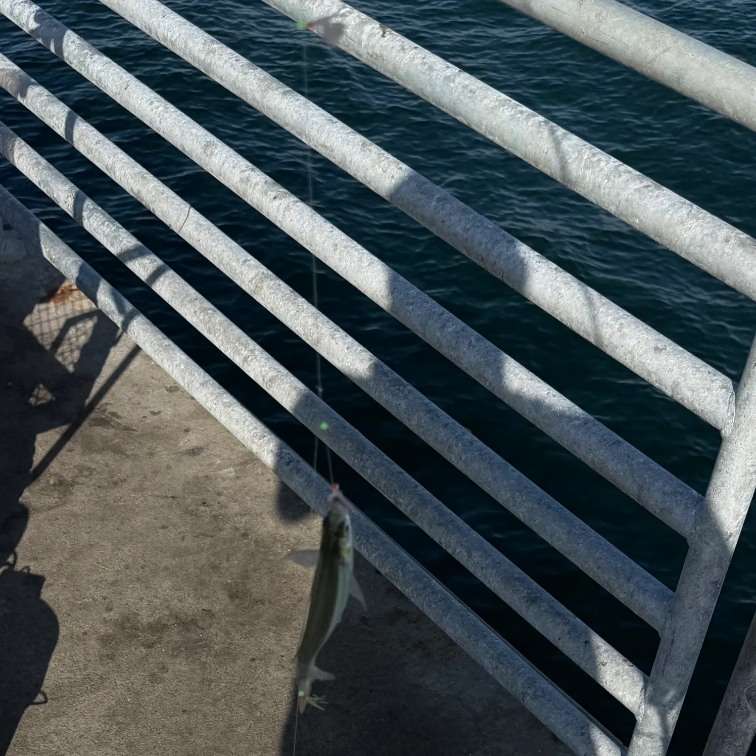 Surf smelt caught on Fishbrain