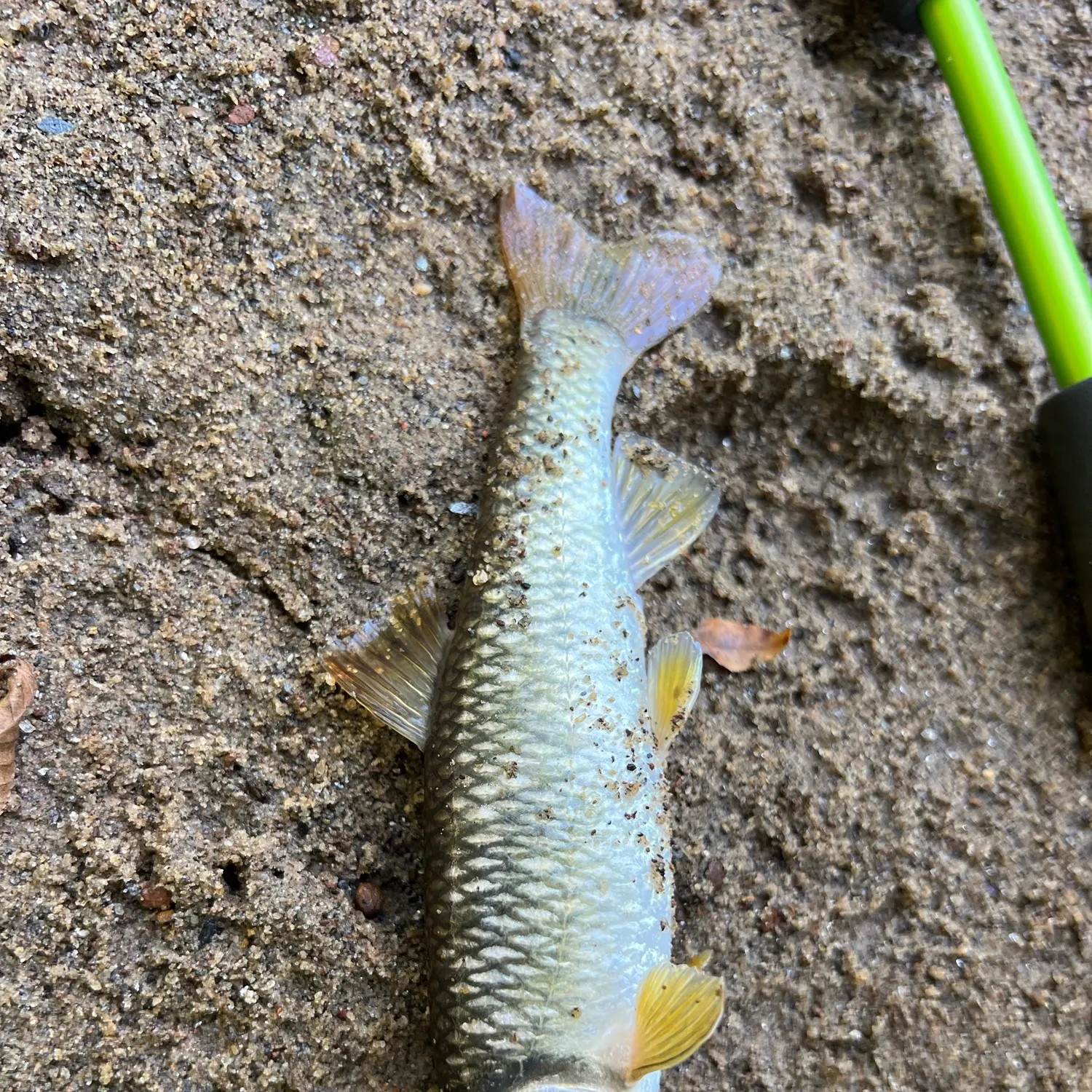 River chub caught on Fishbrain