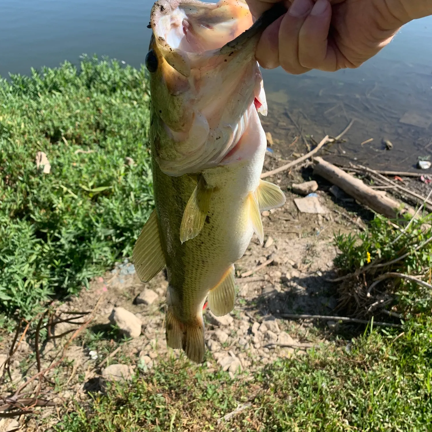 Largemouth bass caught on Fishbrain