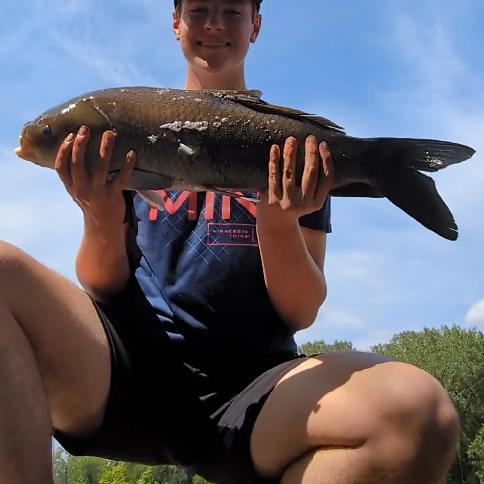 most liked catch image