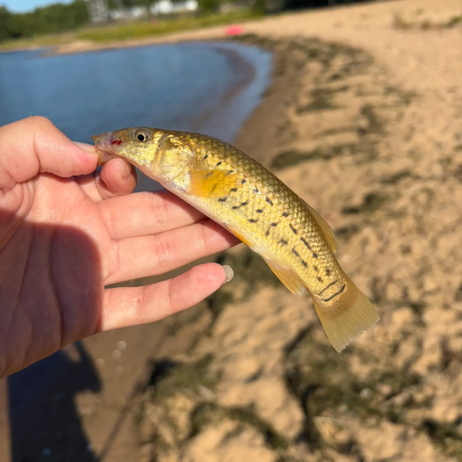 Striped killifish caught on Fishbrain