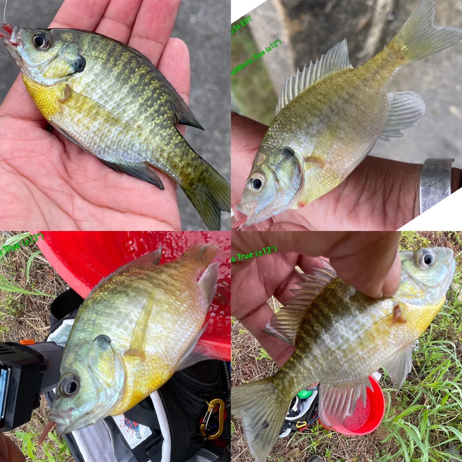 recently logged catches