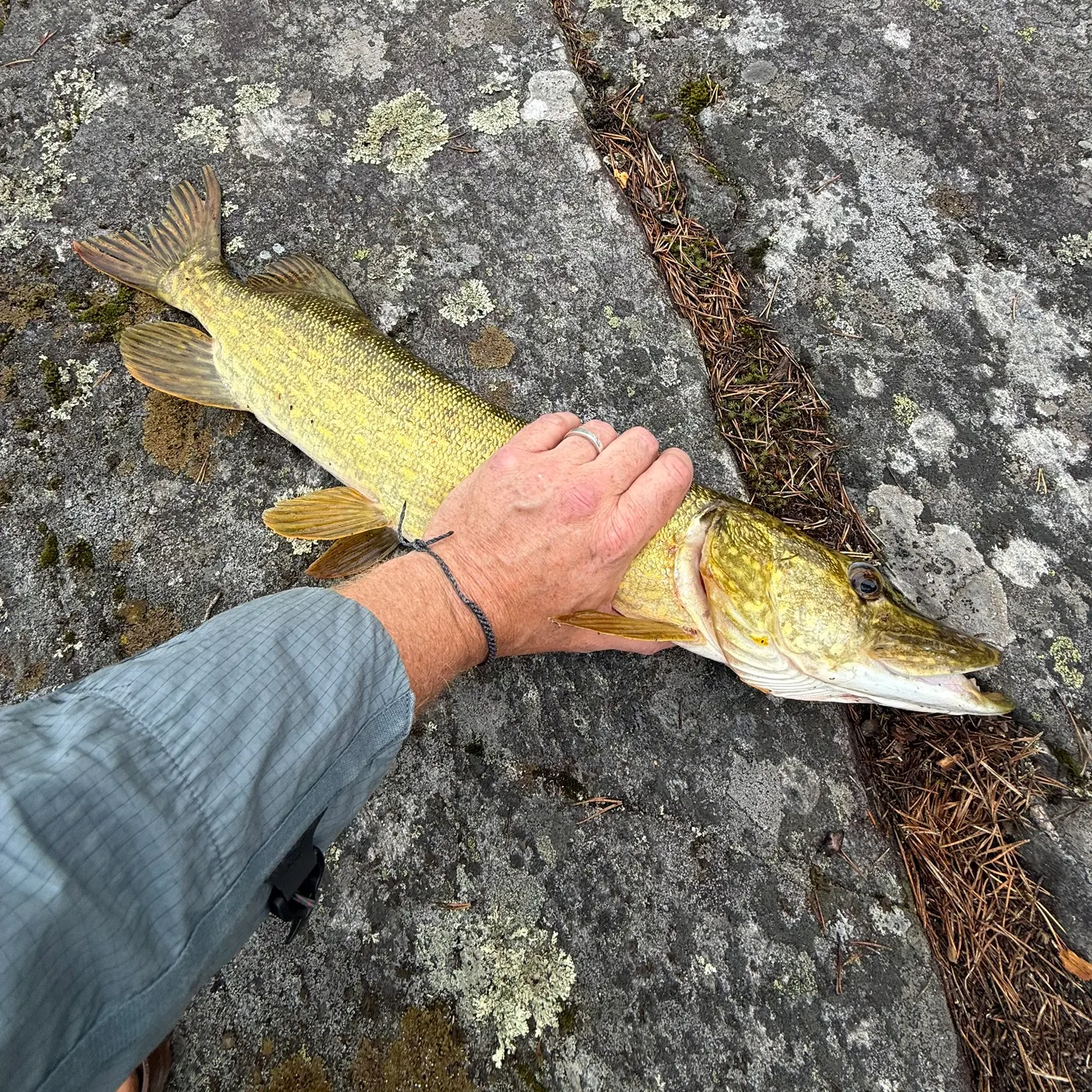 Northern pike caught on Fishbrain