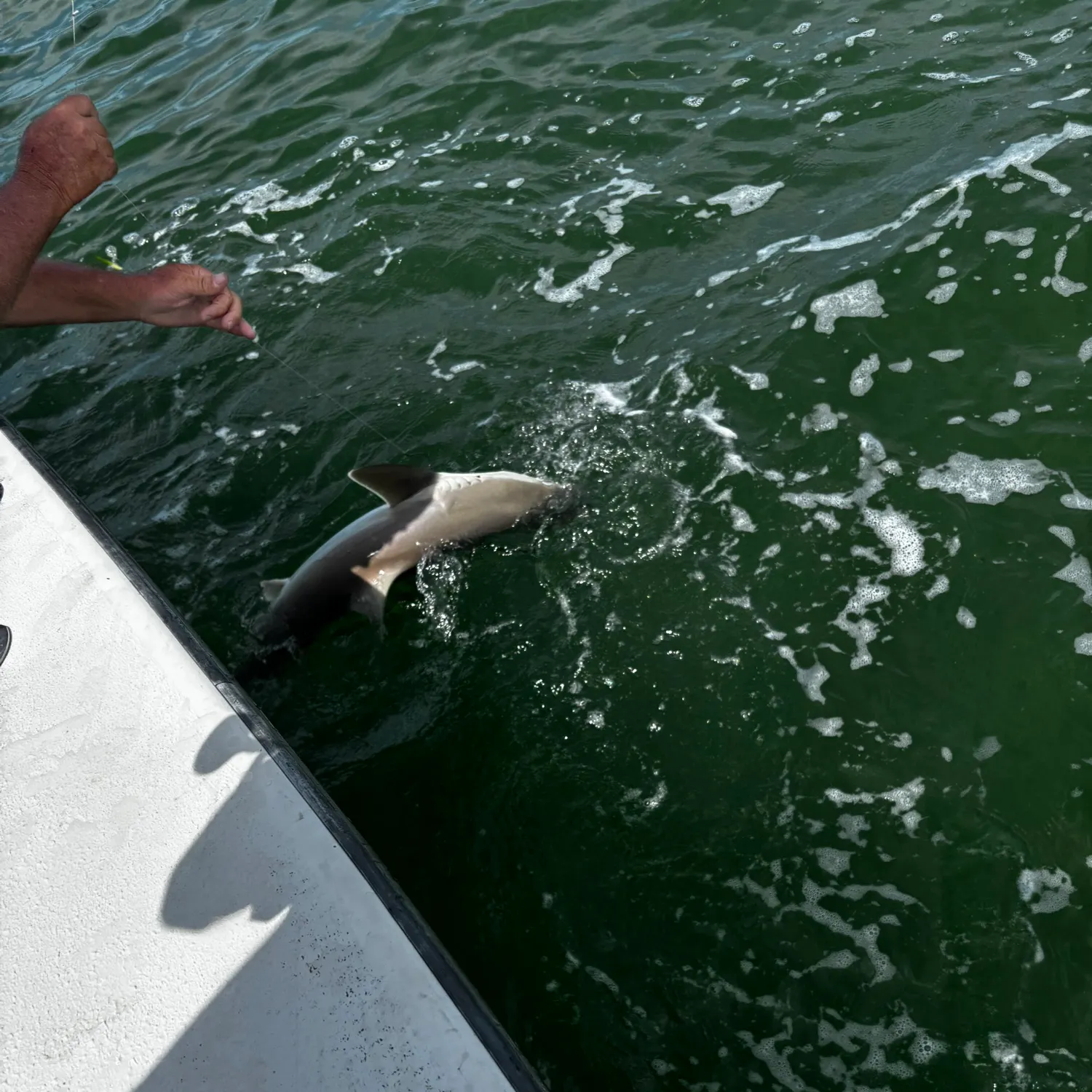 The most recent Caribbean reef shark catches on Fishbrain