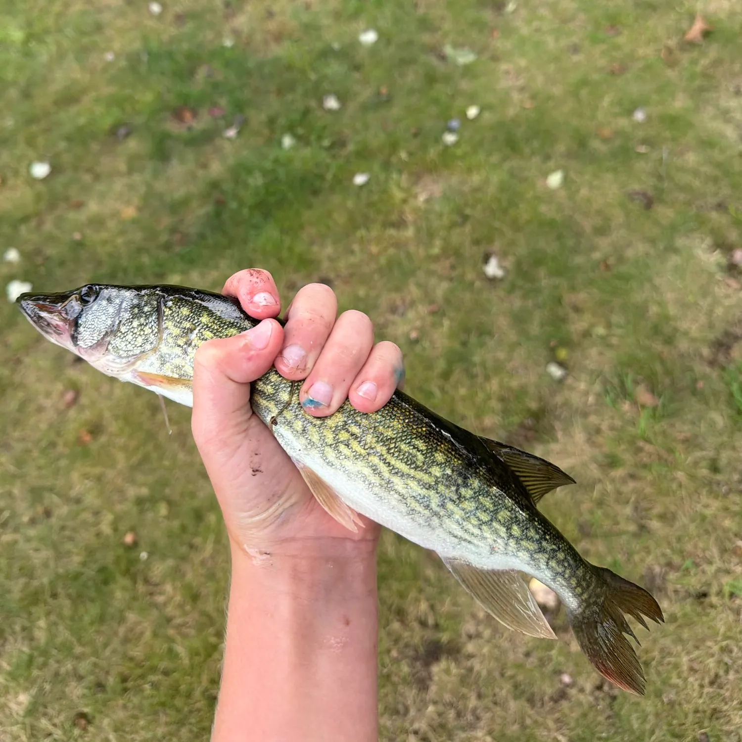 Chain pickerel caught on Fishbrain