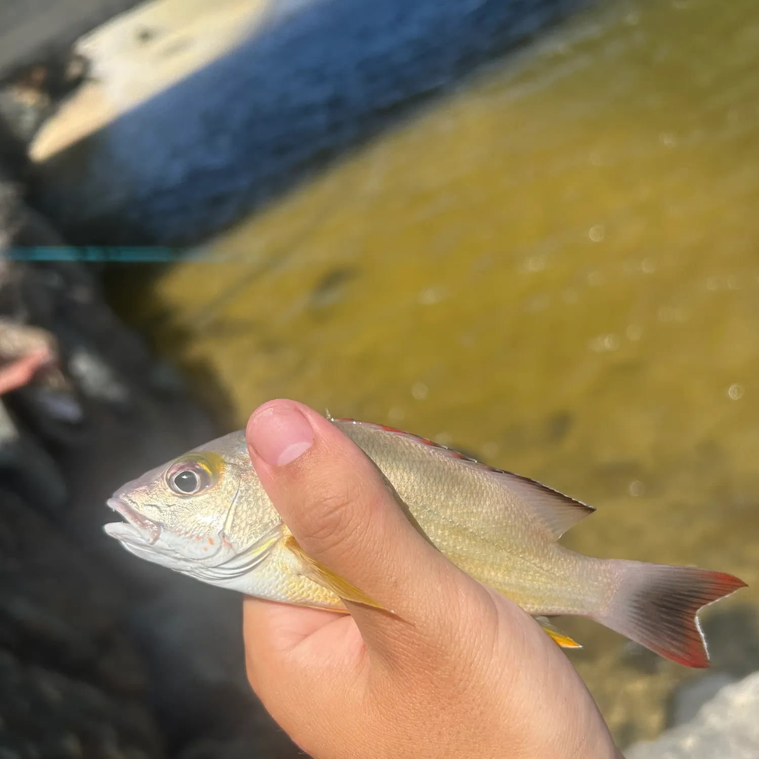The most recent Blacktail snapper catches on Fishbrain