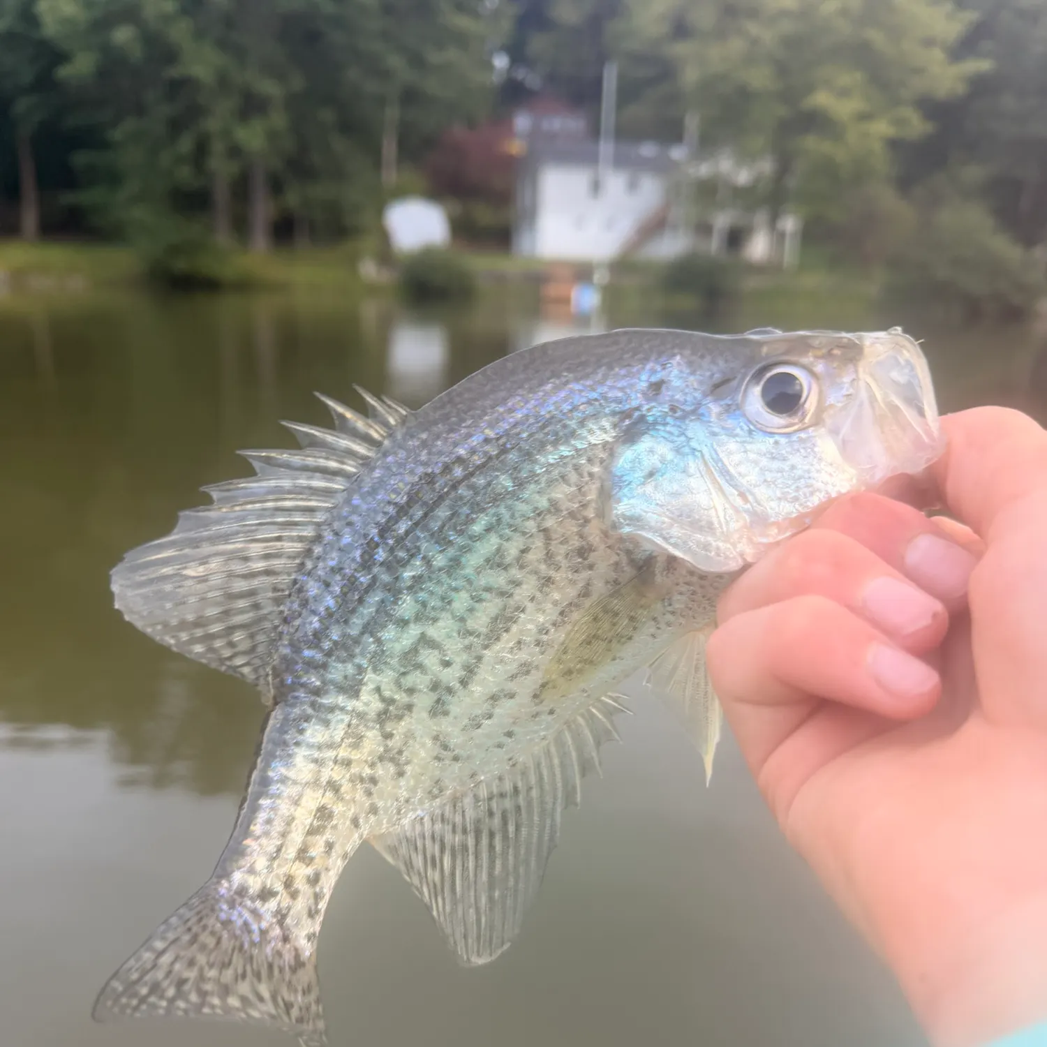 Black crappie caught on Fishbrain