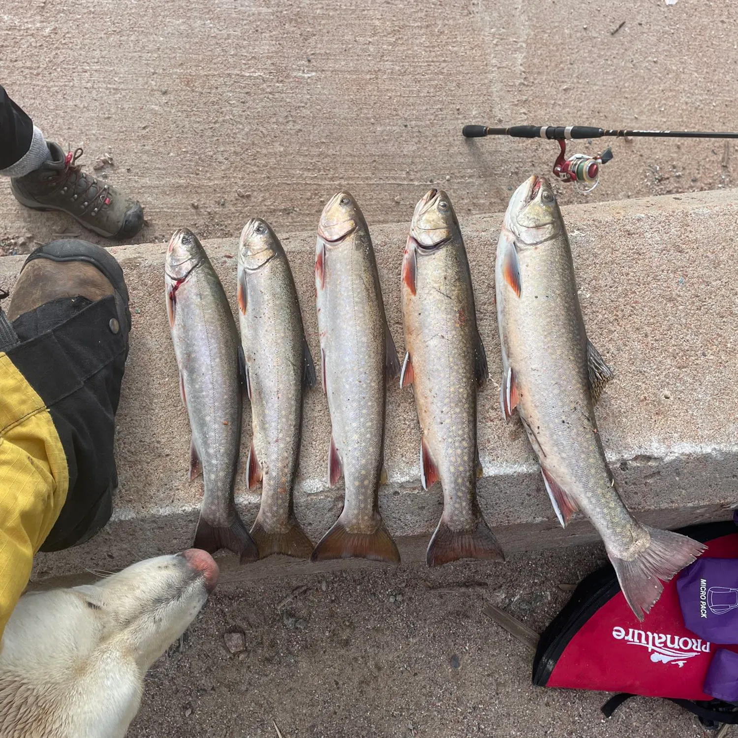 recently logged catches