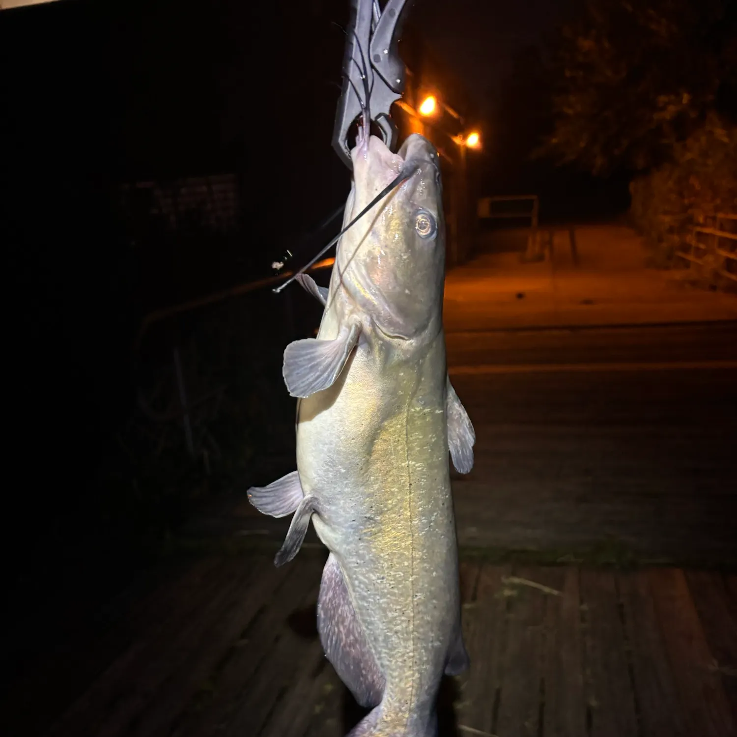 Channel catfish caught on Fishbrain