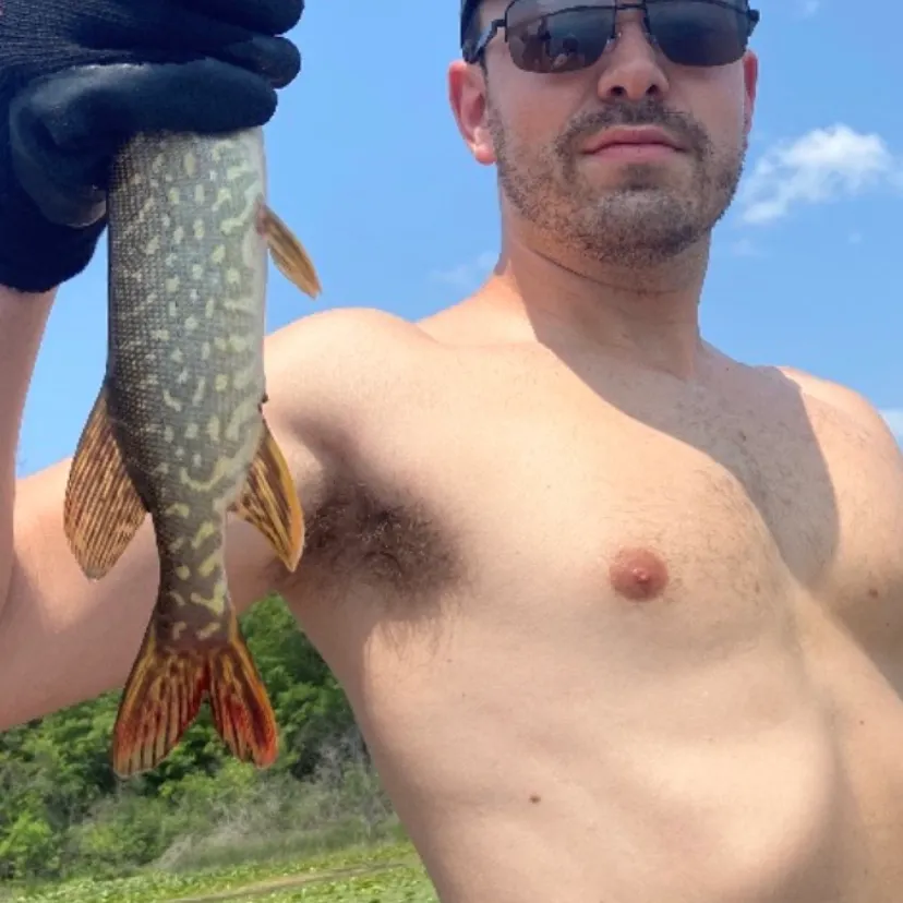 The most recent Northern pike catches on Fishbrain