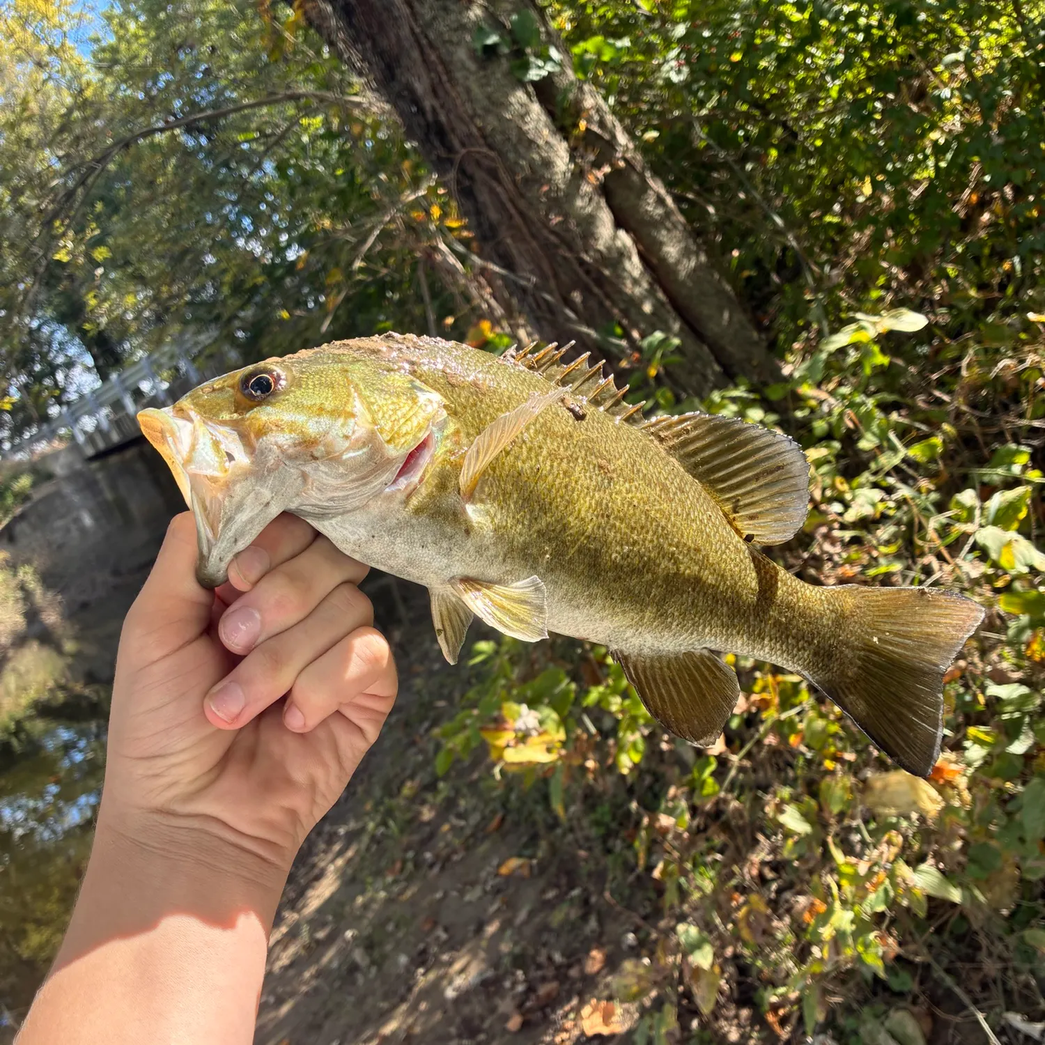 Smallmouth bass caught on Fishbrain