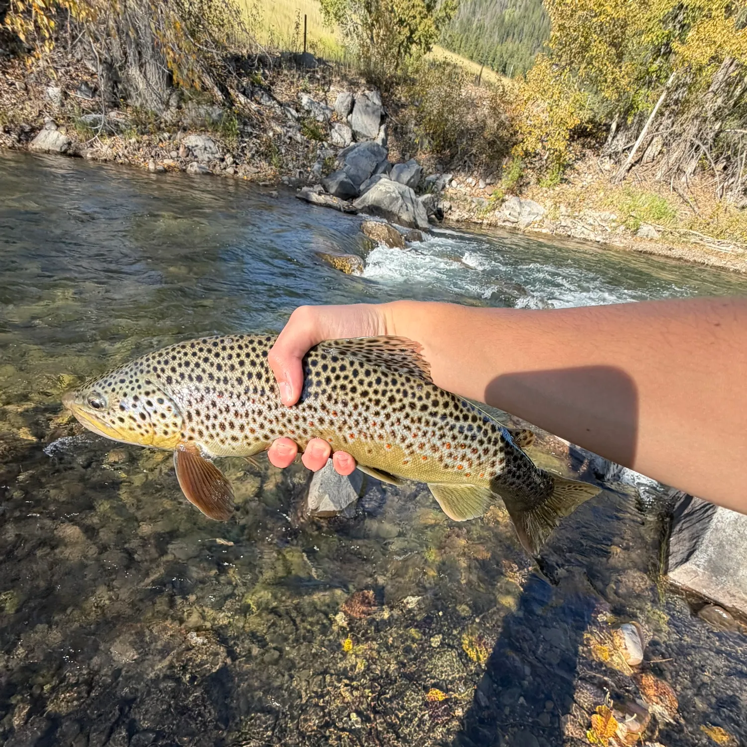 Brown trout caught on Fishbrain
