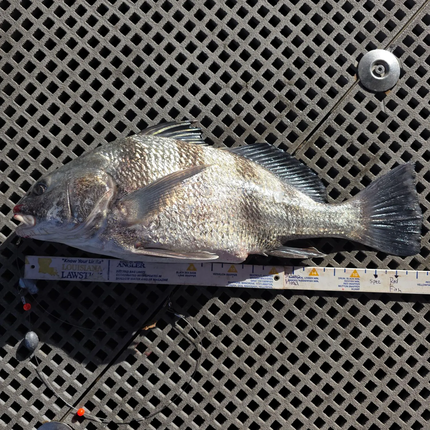 recently logged catches