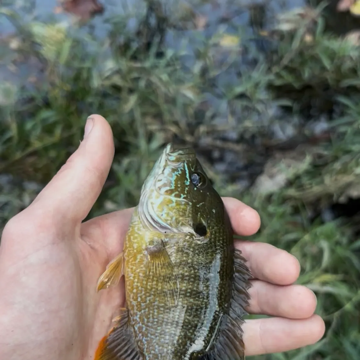 Green sunfish caught on Fishbrain