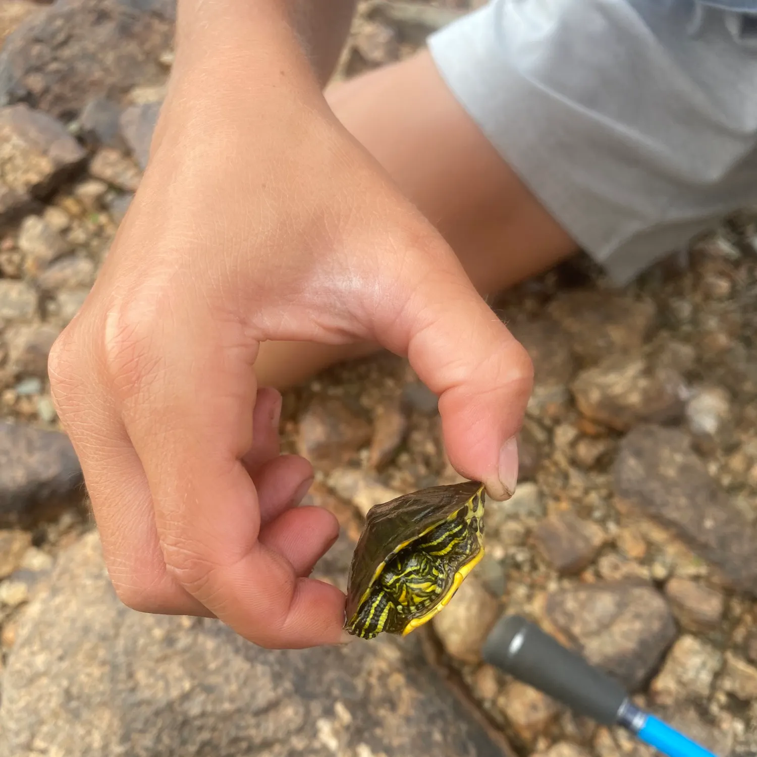 Fish caught on Fishbrain