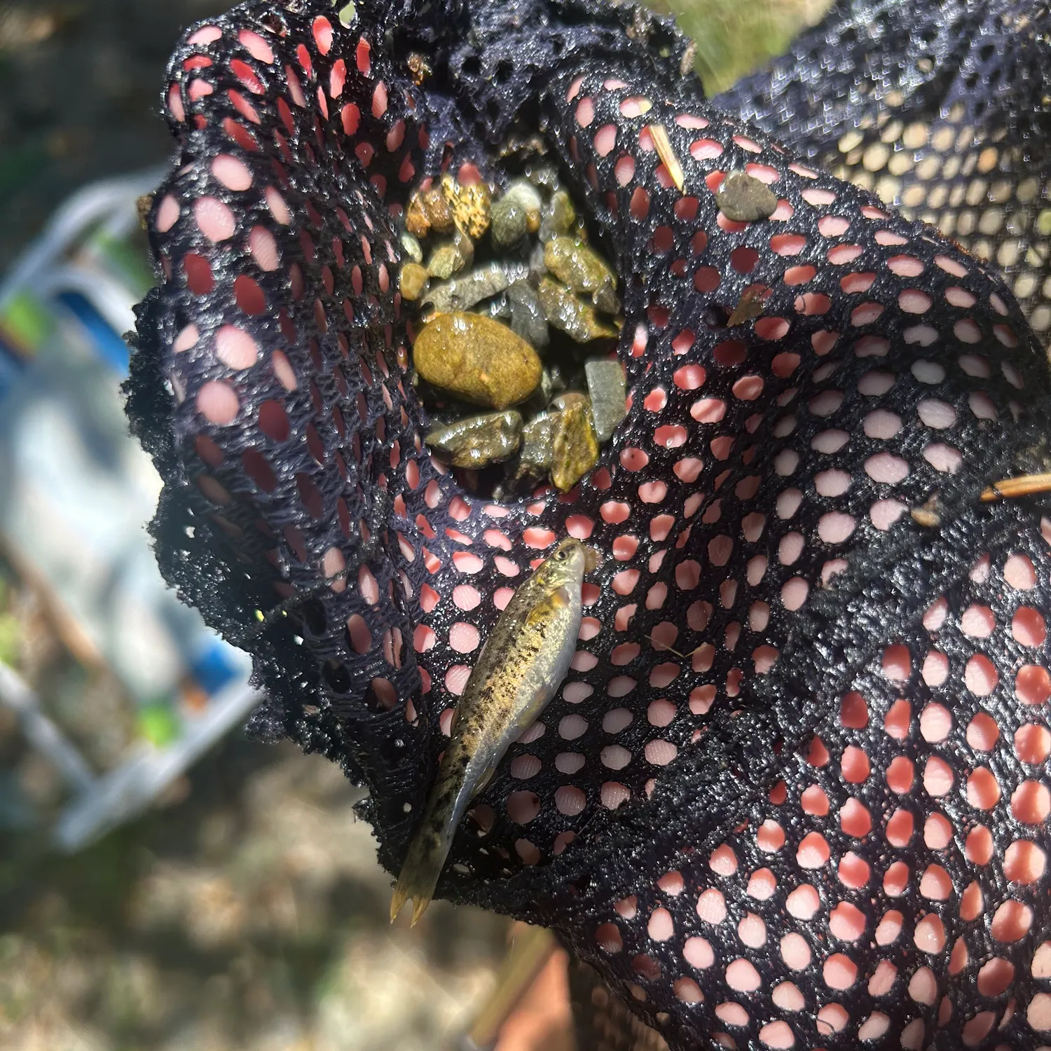 The most recent Speckled dace catches on Fishbrain