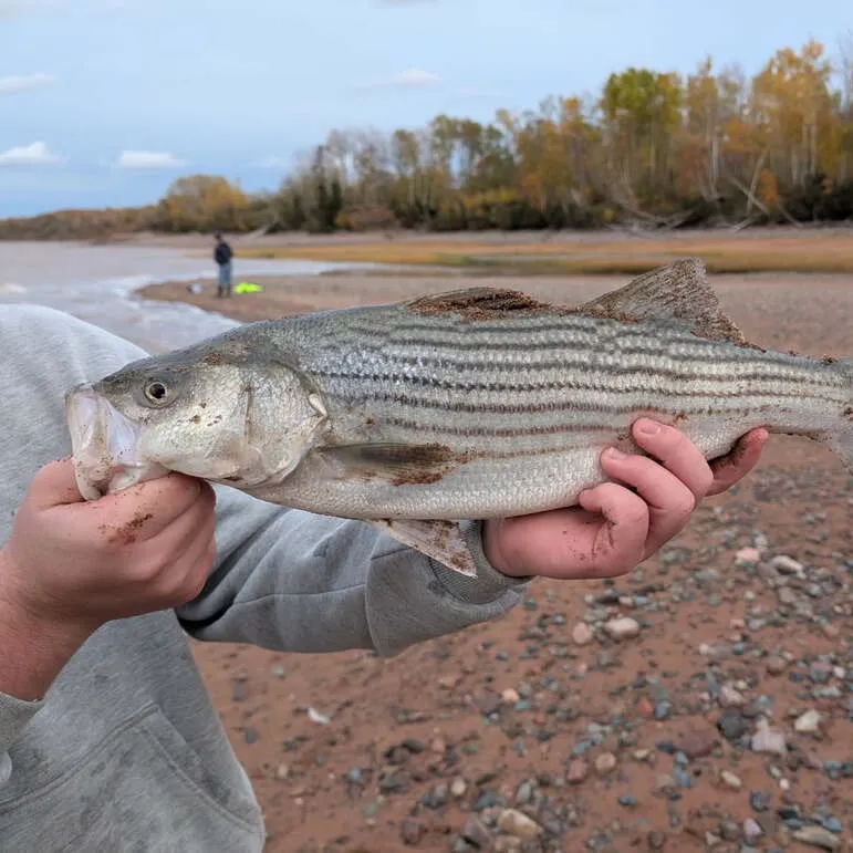 Striped bass caught on Fishbrain