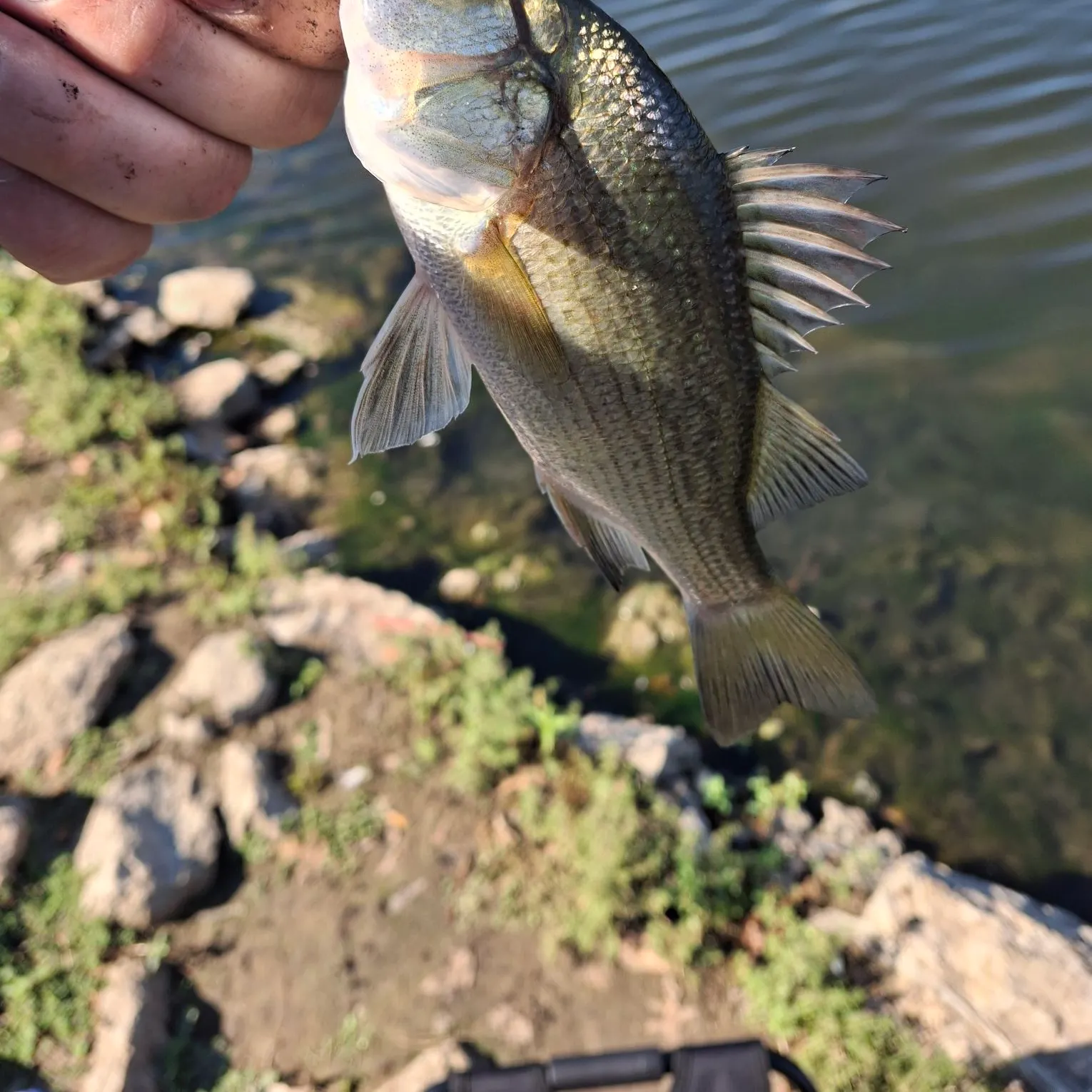 White bass caught on Fishbrain