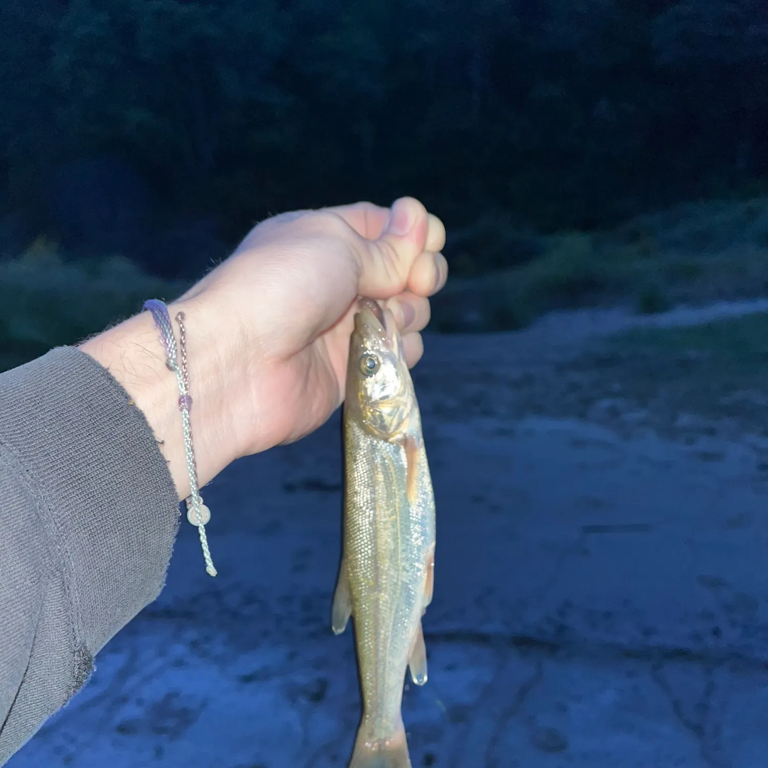 The most recent Umpqua pikeminnow catches on Fishbrain