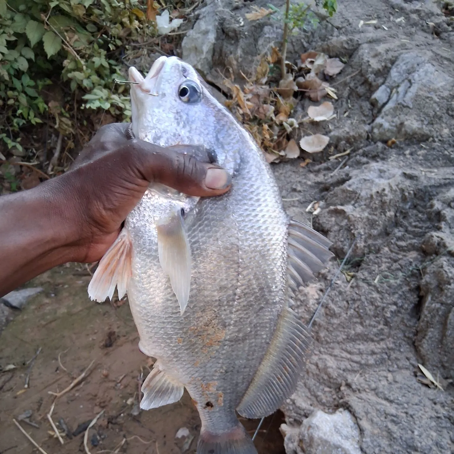 Freshwater drum caught on Fishbrain
