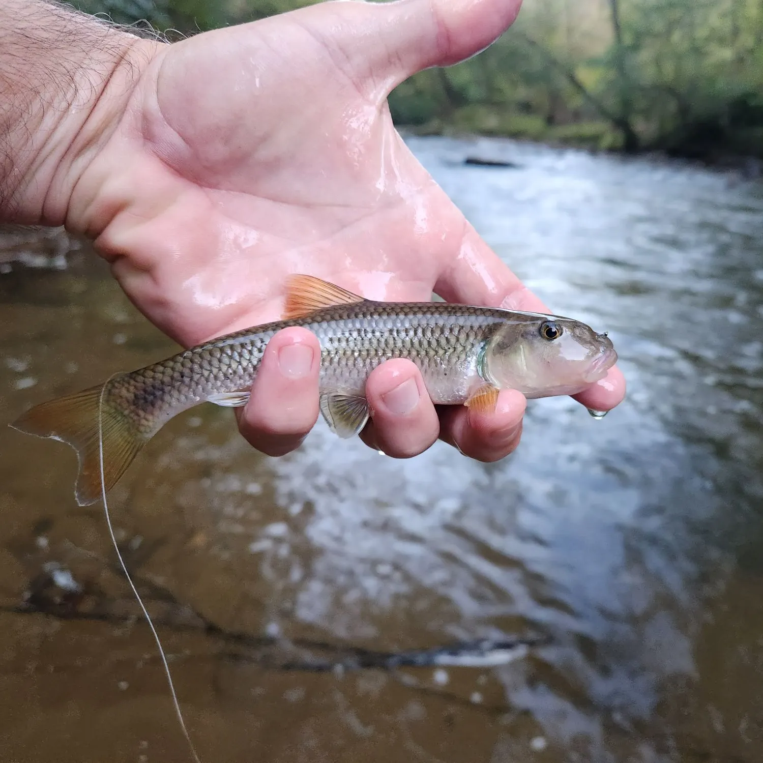 River chub caught on Fishbrain