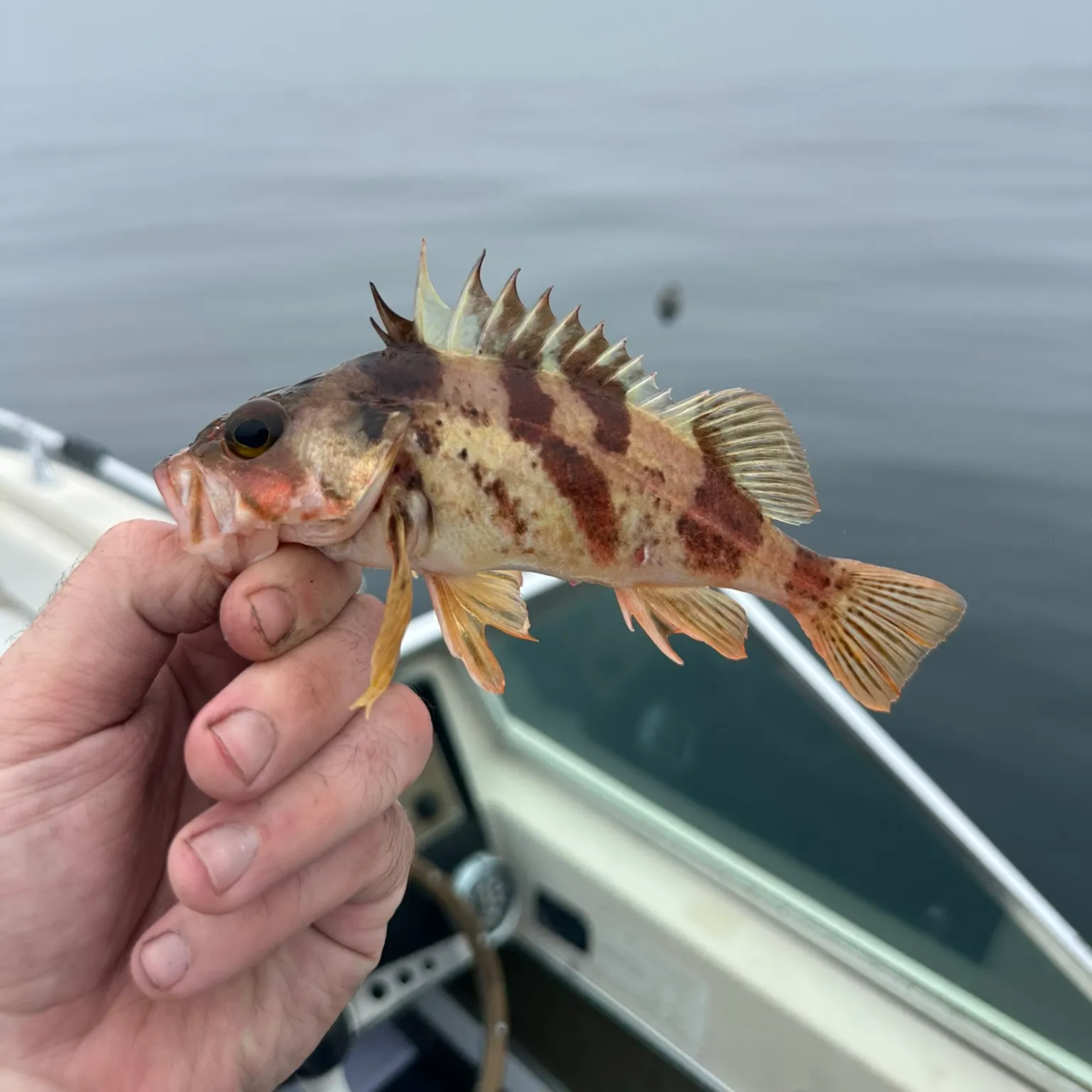 The most recent Calico rockfish catches on Fishbrain