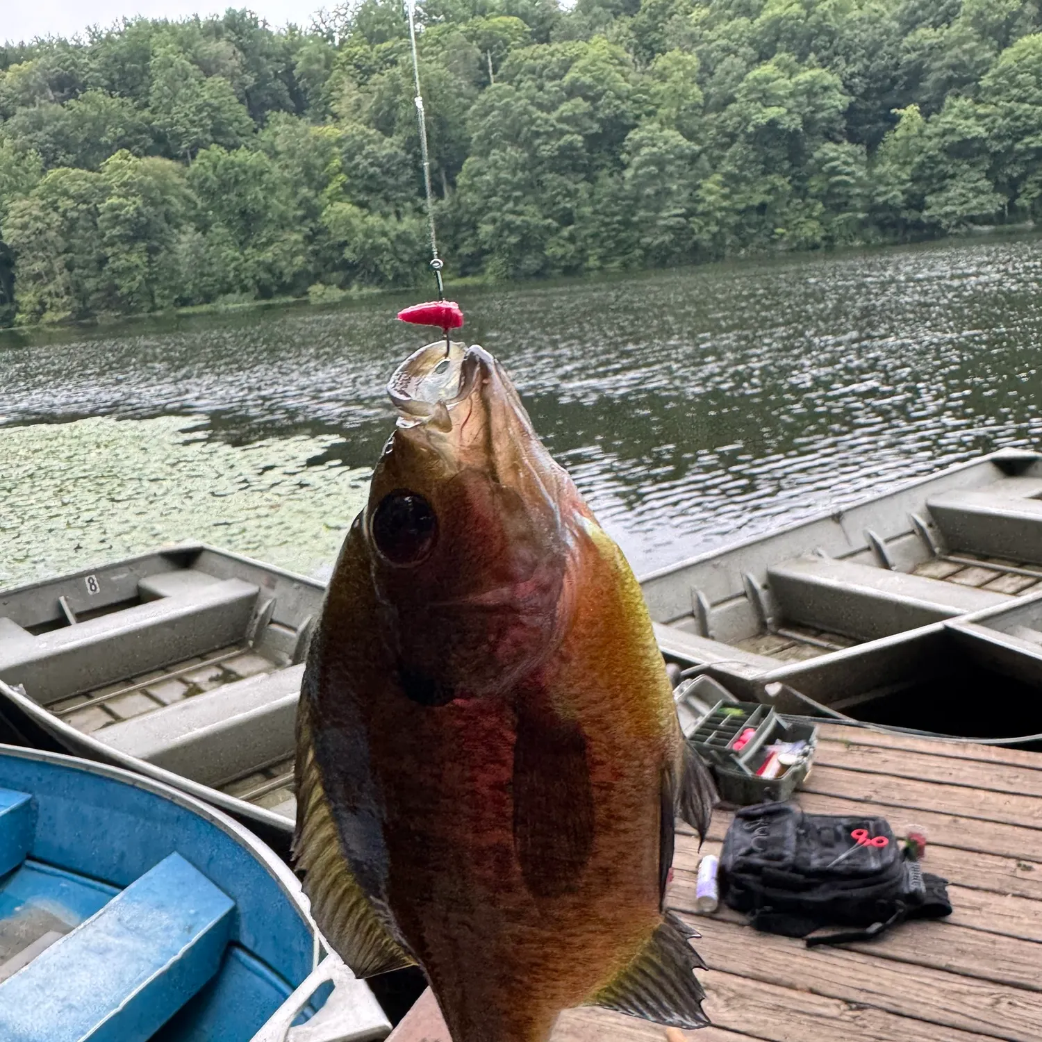 recently logged catches
