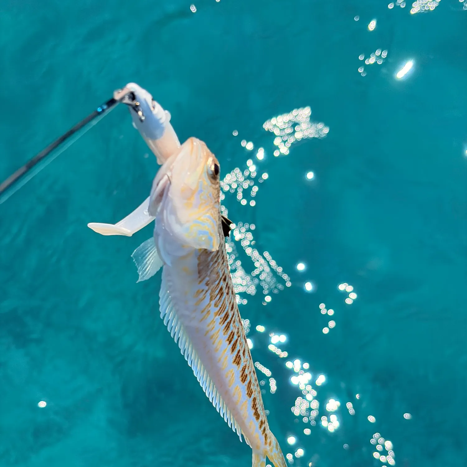 The most recent Greater weever catches on Fishbrain