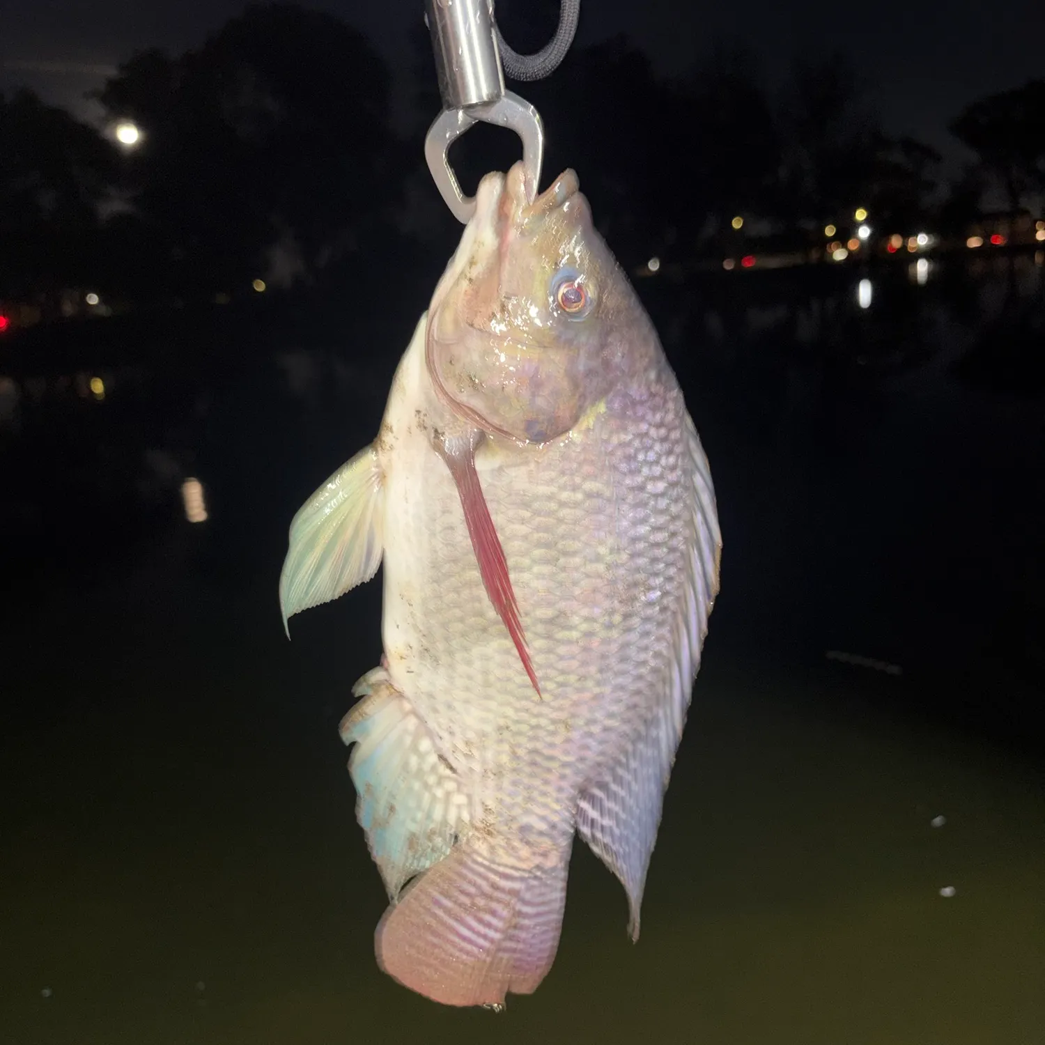 Blue tilapia caught on Fishbrain