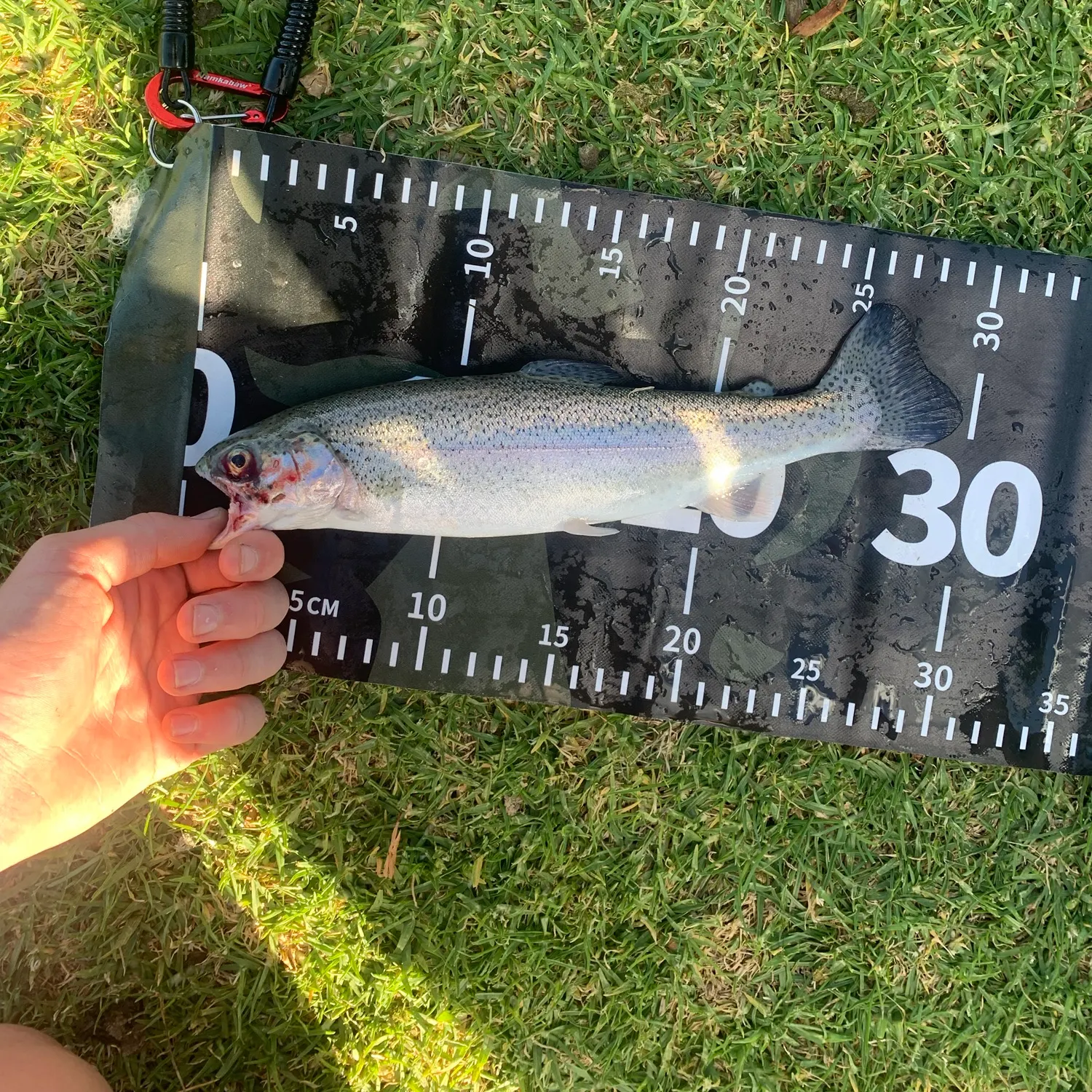 Rainbow trout caught on Fishbrain