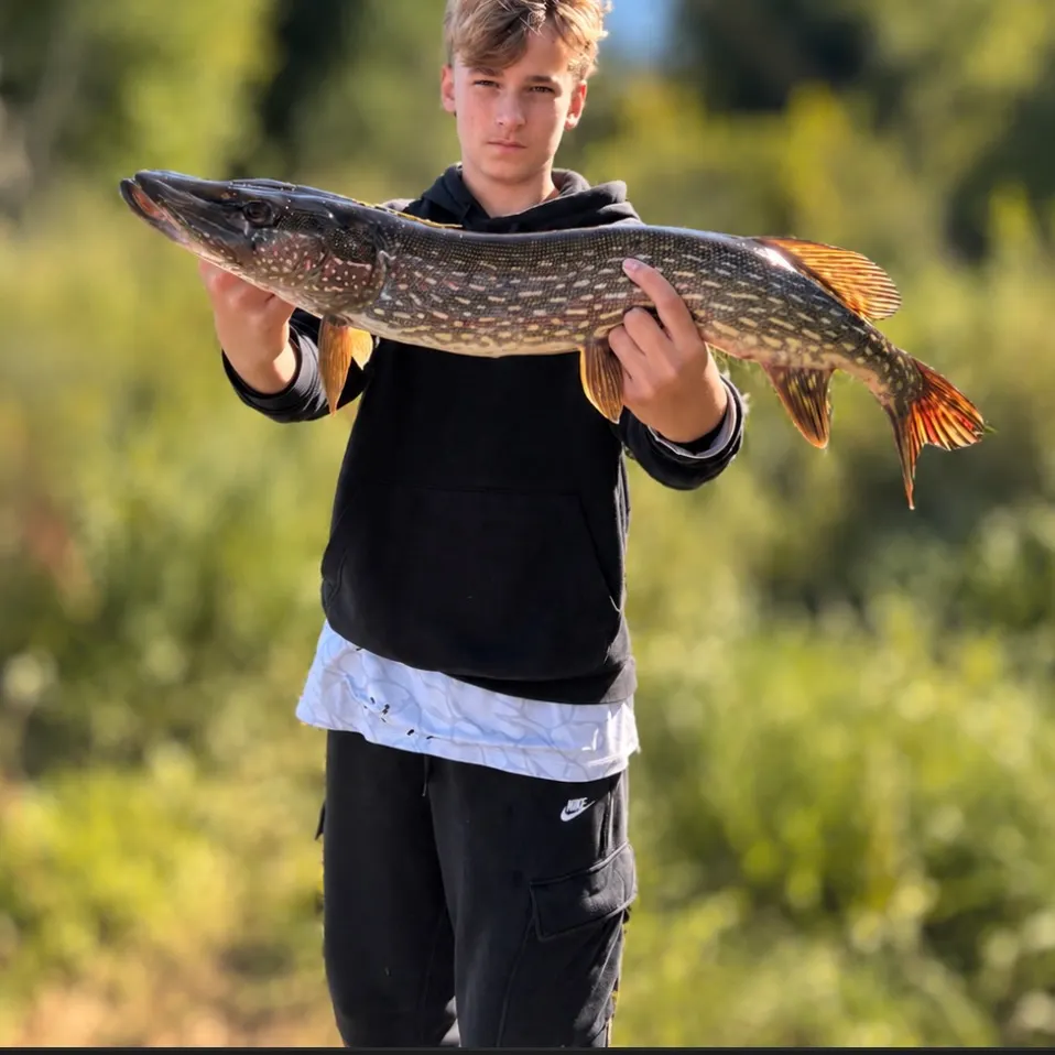 Northern pike caught on Fishbrain
