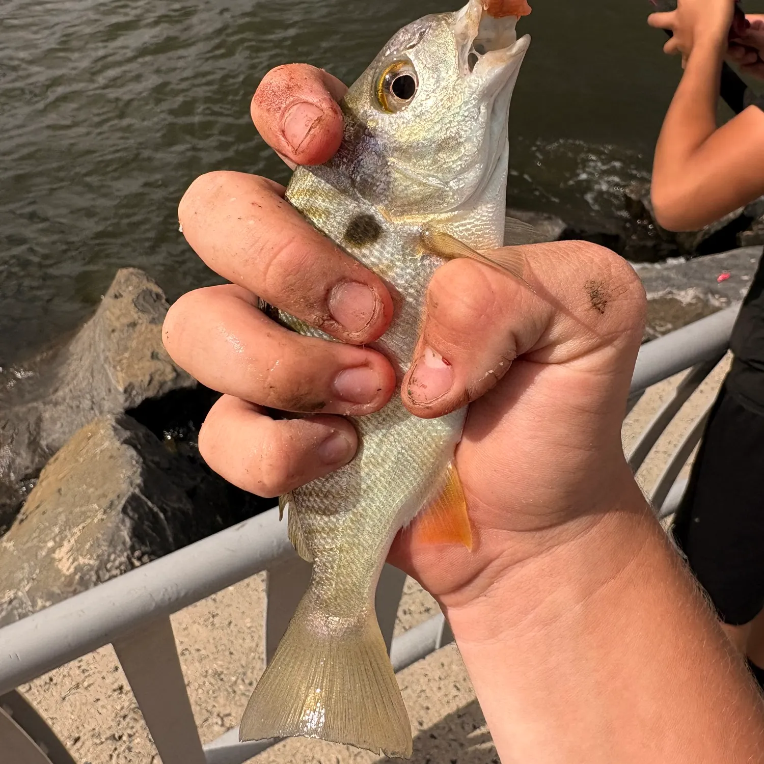 Spot croaker caught on Fishbrain