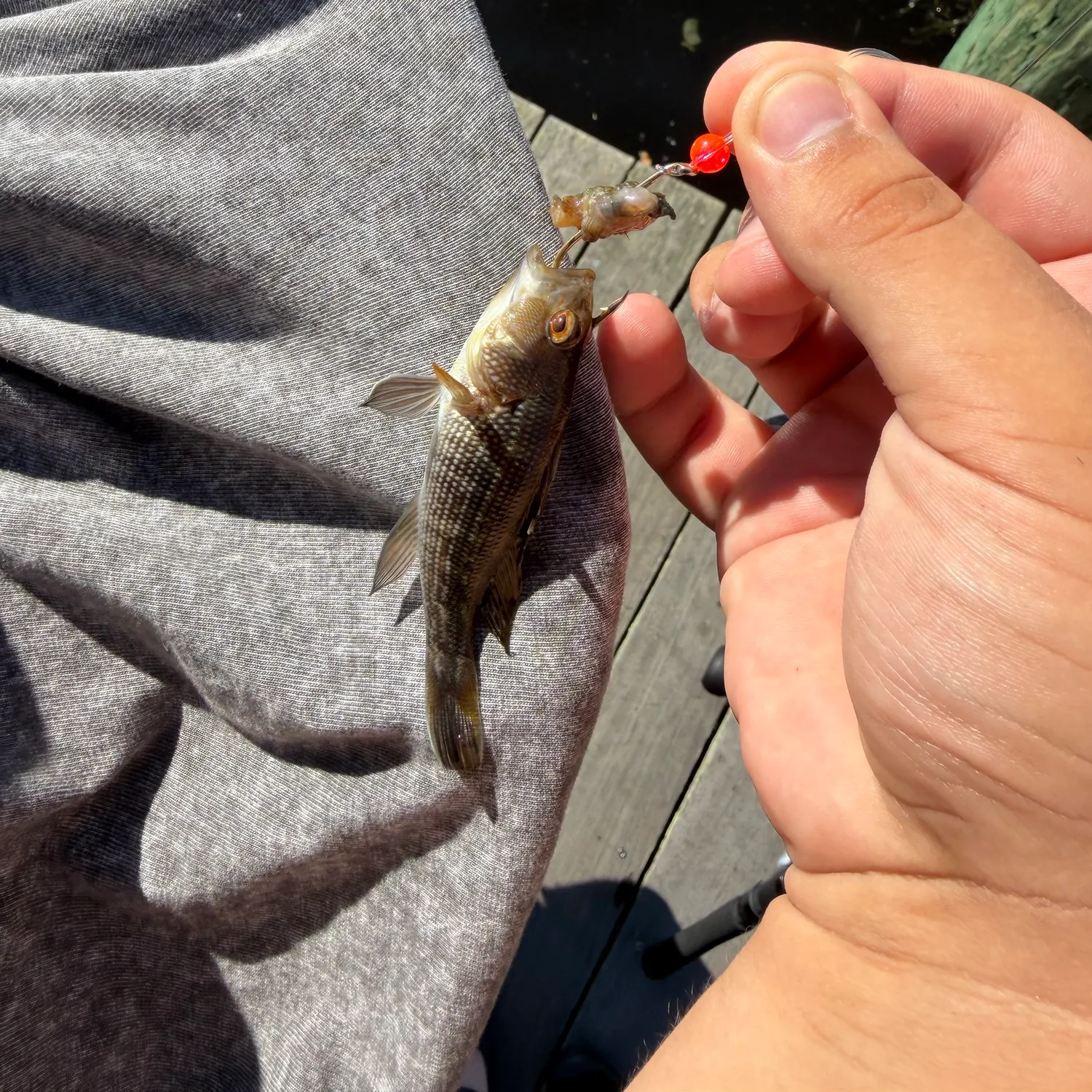 The most recent Black sea bass catches on Fishbrain