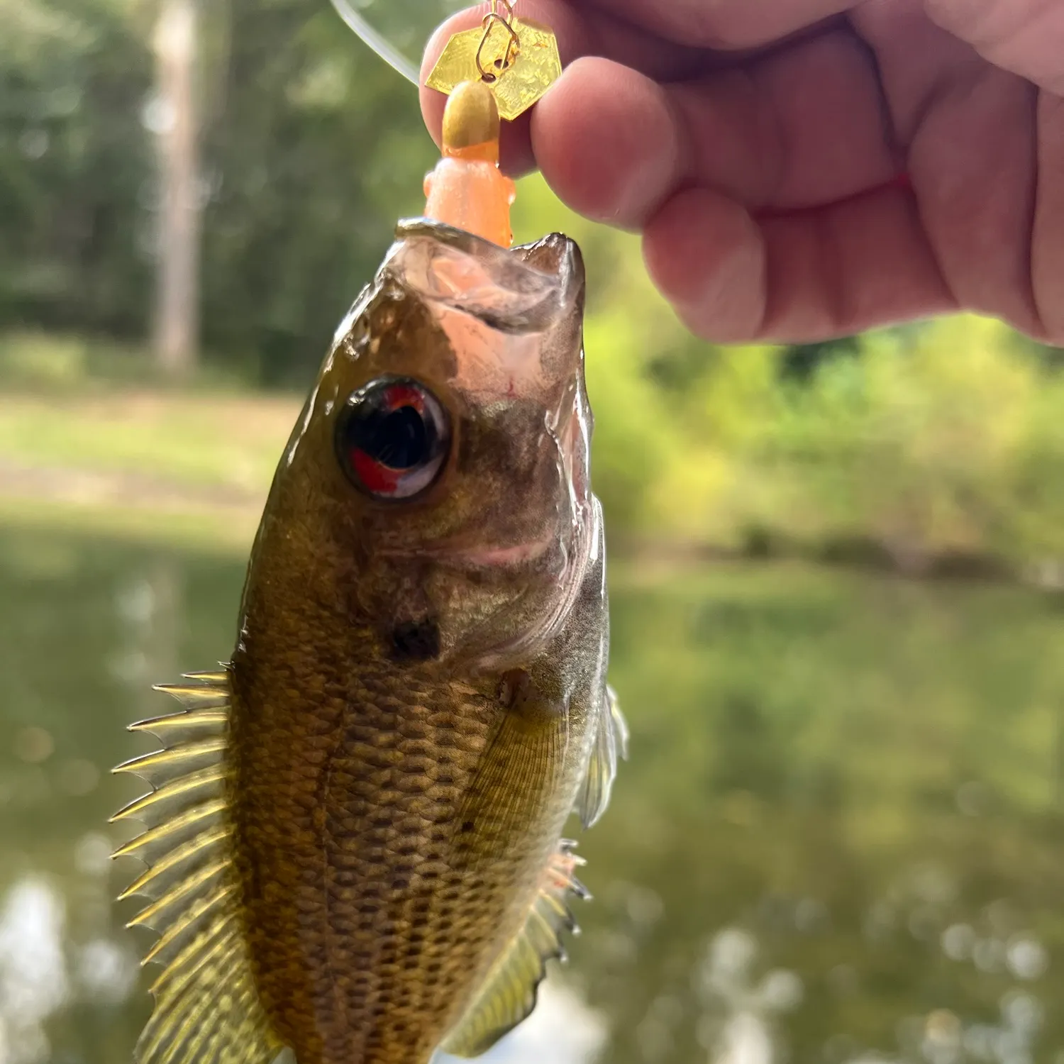 Rock bass caught on Fishbrain
