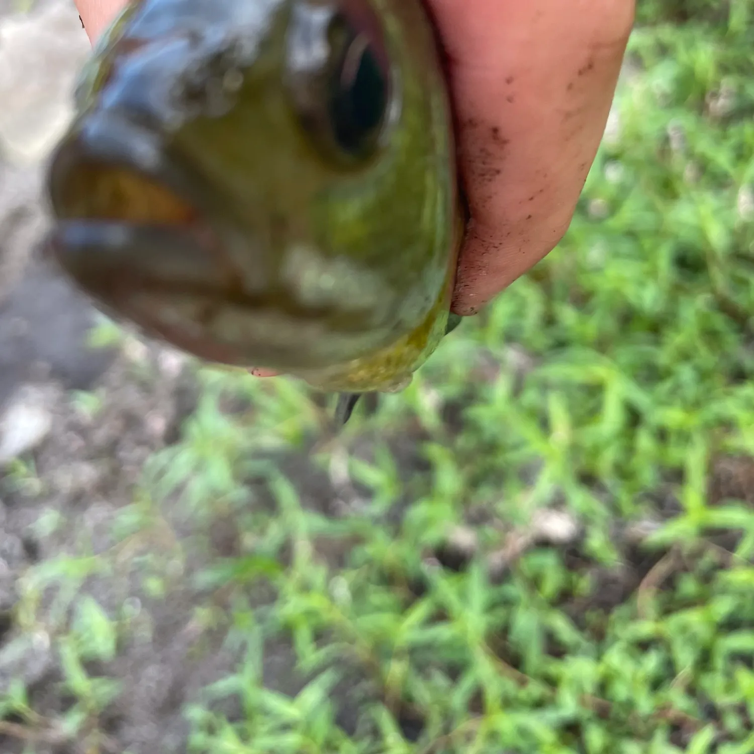 The most recent Australian bull ray catches on Fishbrain