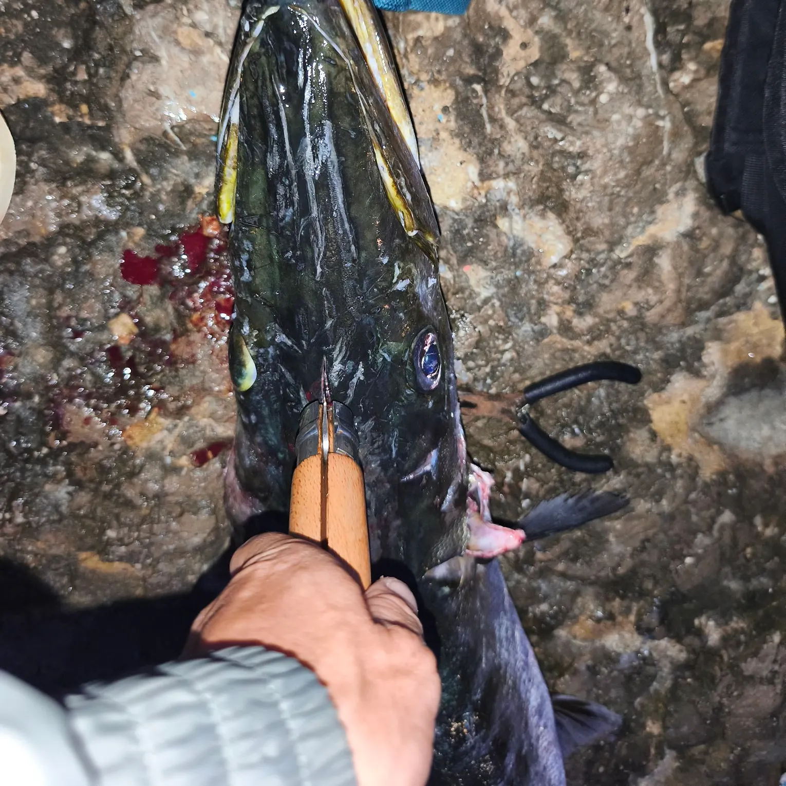 The most recent Pickhandle barracuda catches on Fishbrain