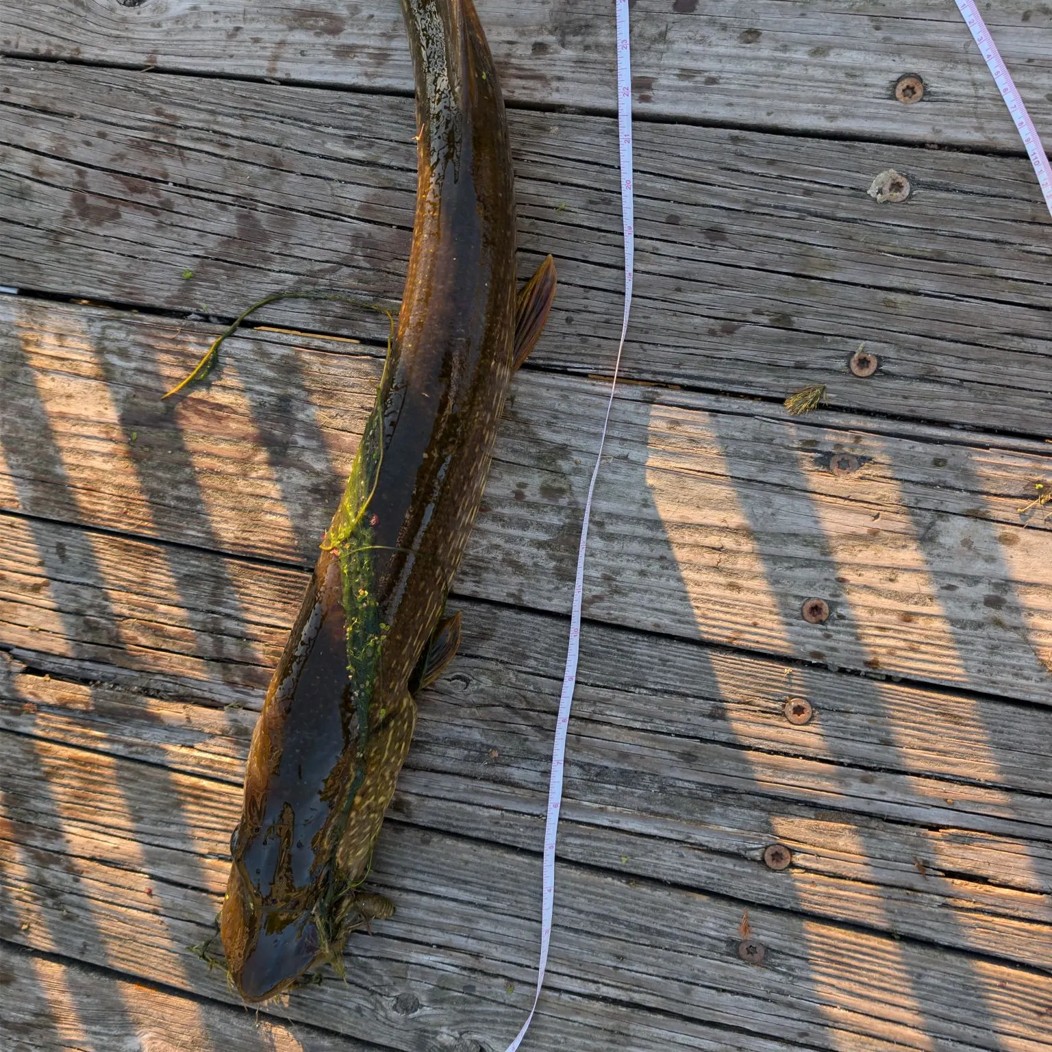 Northern pike caught on Fishbrain