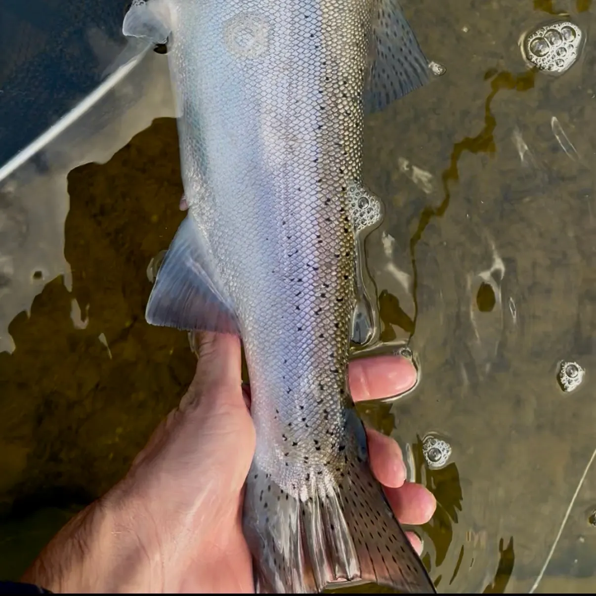Steelhead caught on Fishbrain