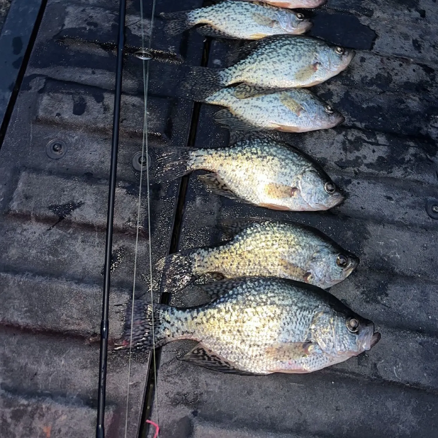 recently logged catches